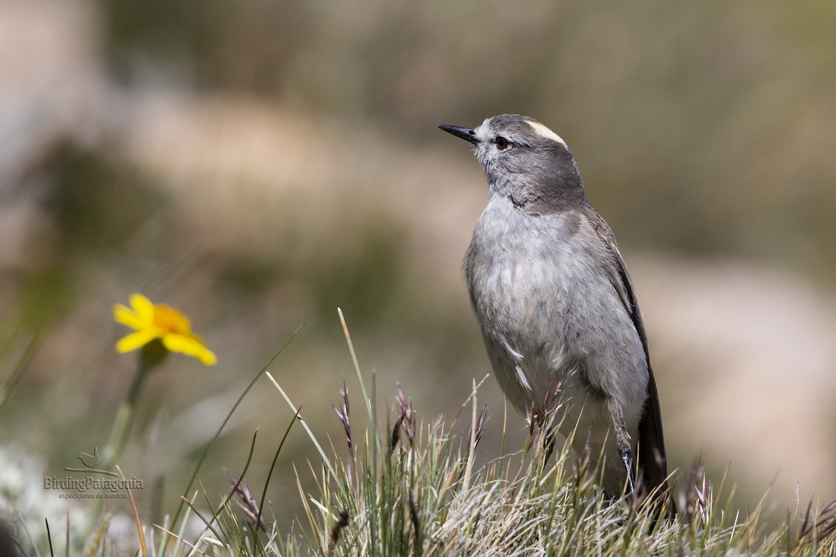 Ochre-naped Ground-Tyrant - ML504653511