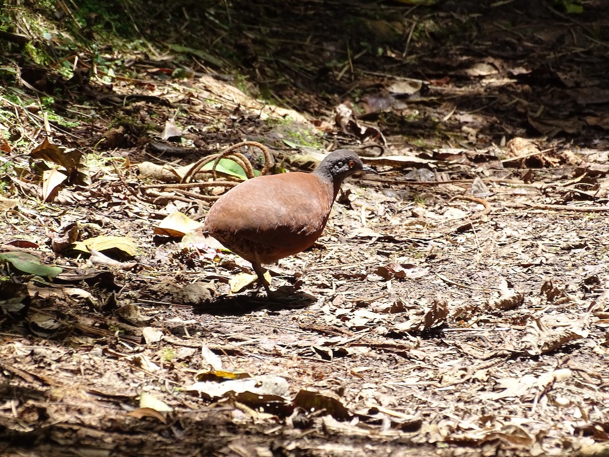 Brown Tinamou - Sharon Liao