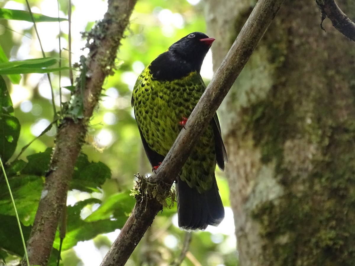 Cotinga à queue rayée - ML504654121