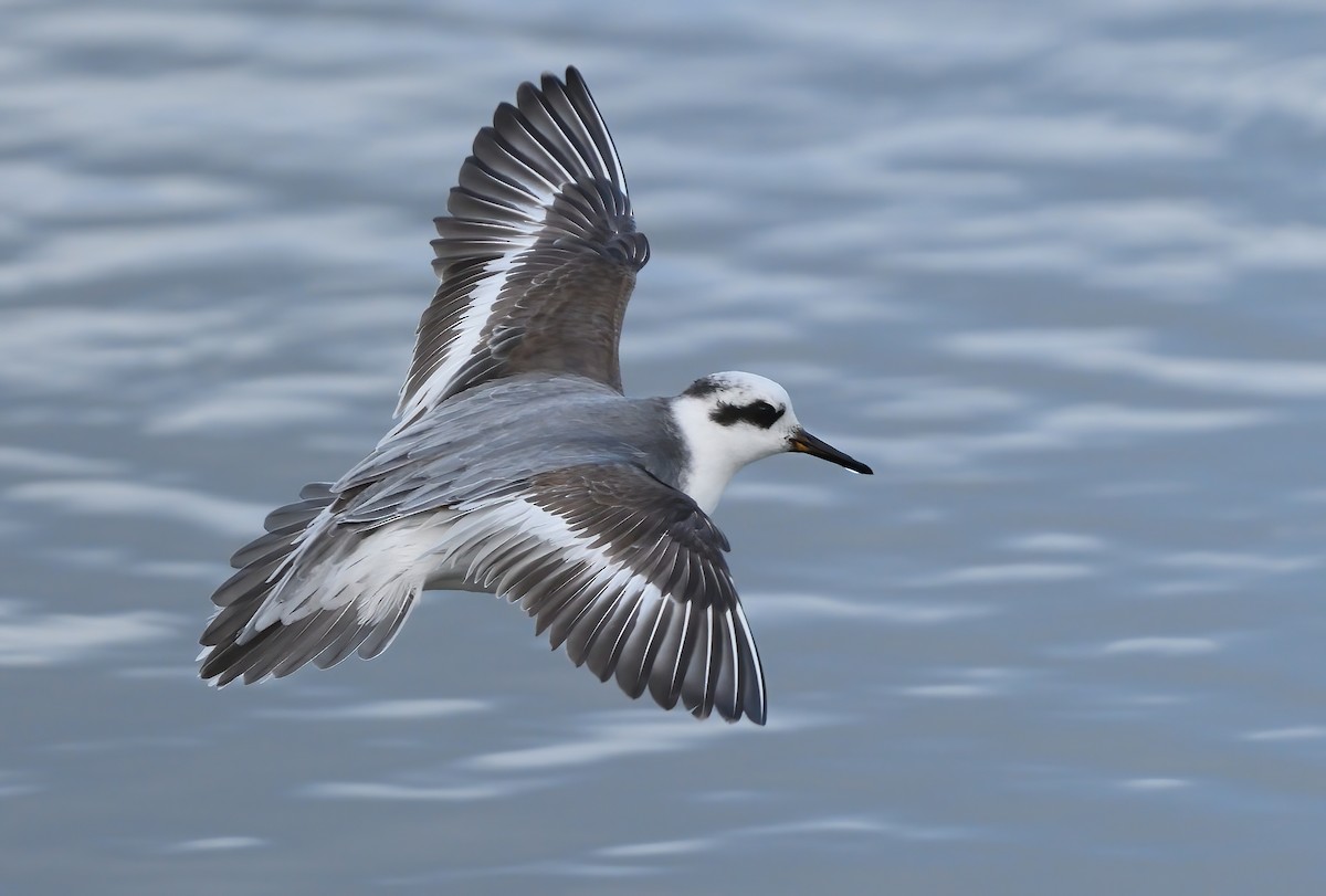 Red Phalarope - ML504654201