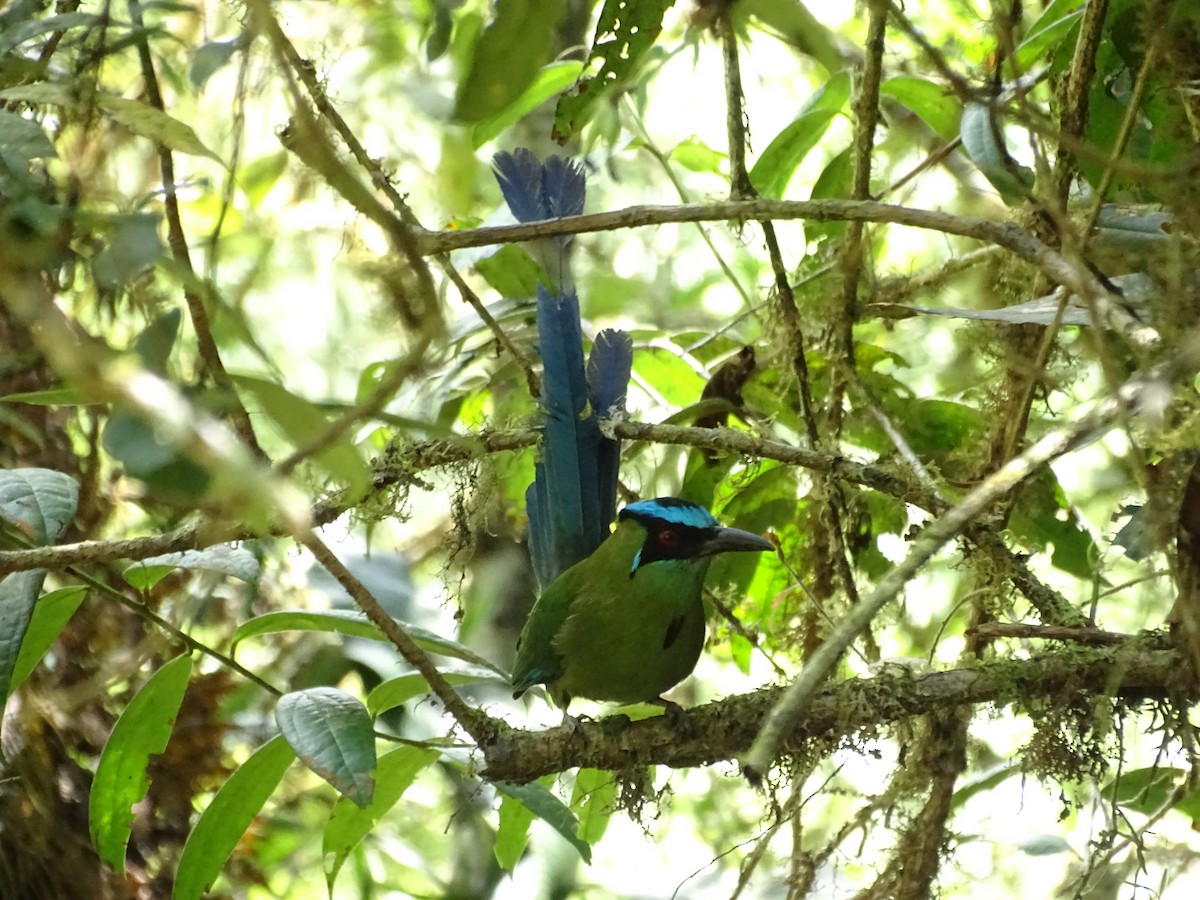 Andean Motmot - ML504654951