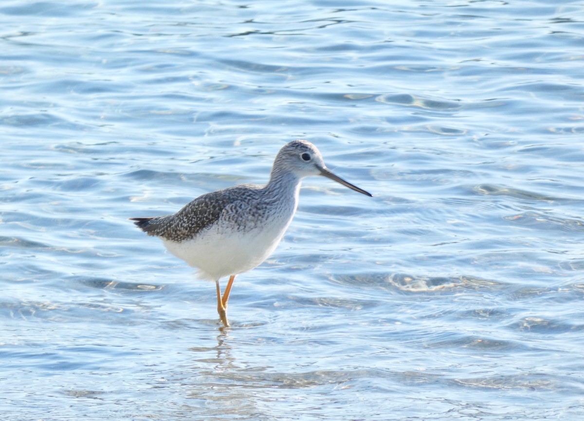 plystresnipe - ML504655241