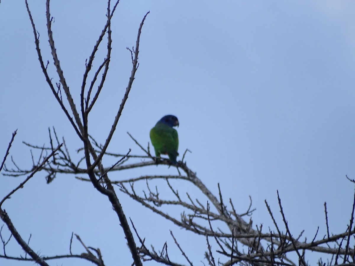 Pione à tête bleue - ML504655401