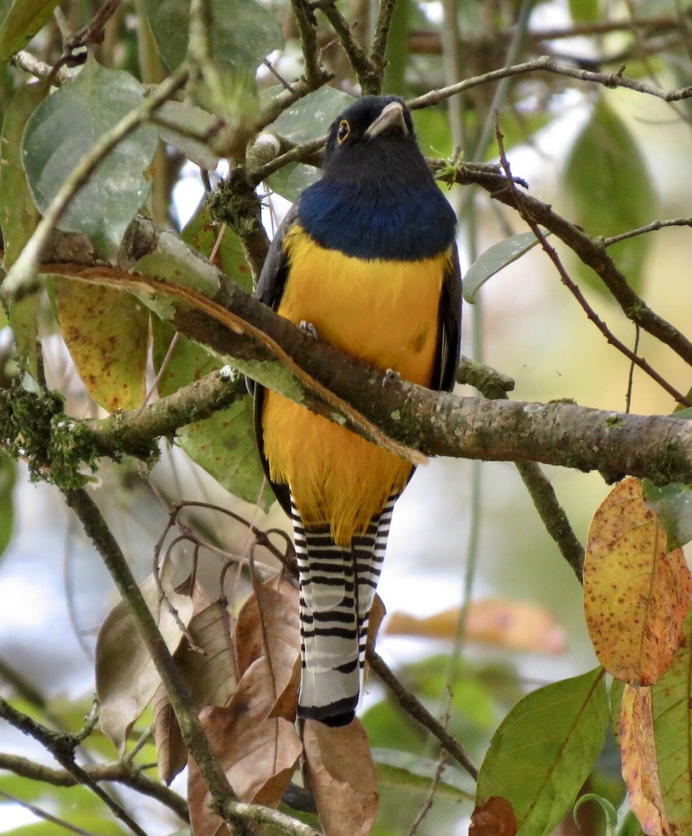 Gartered Trogon - ML504655651