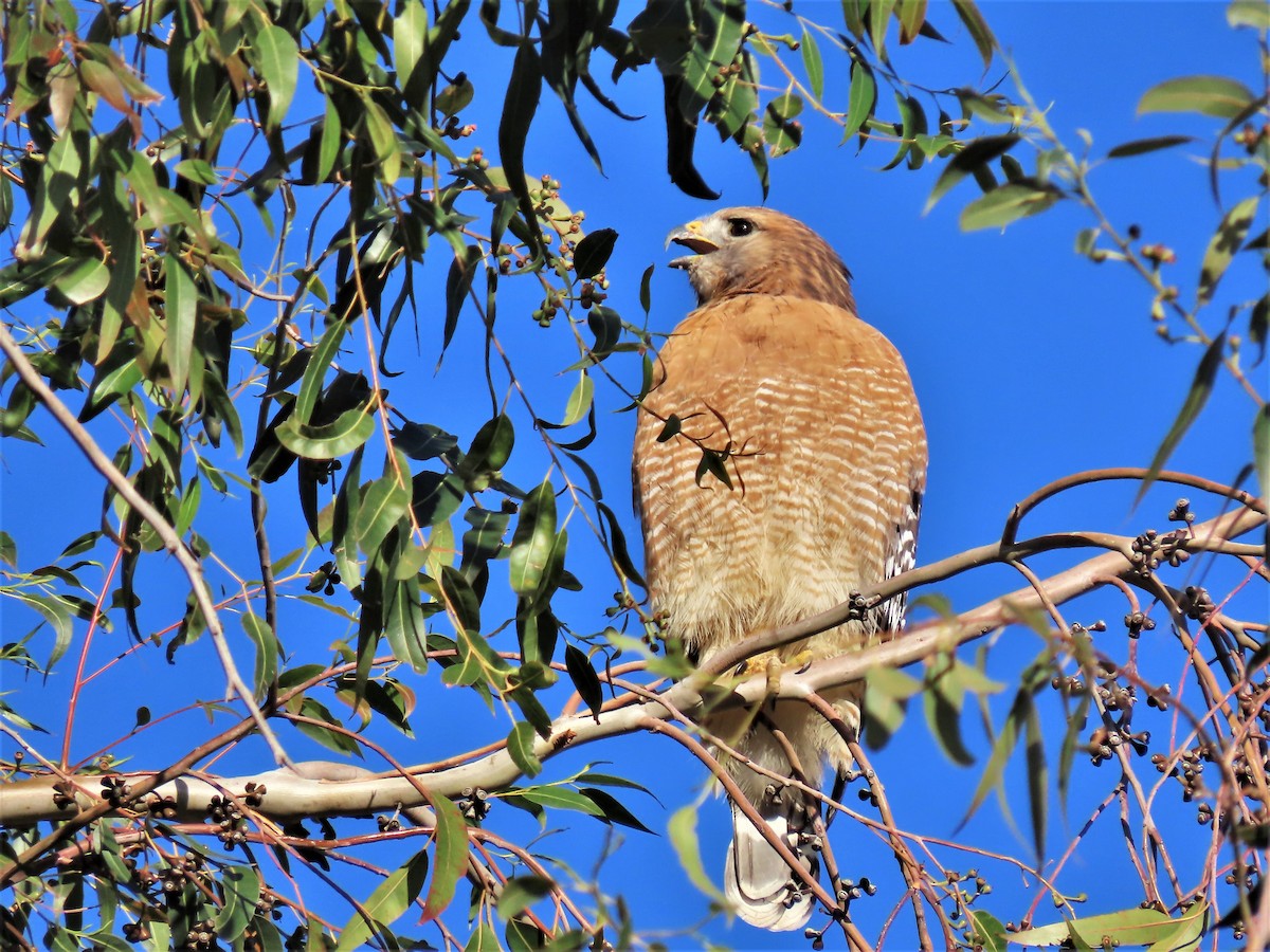 Red-shouldered Hawk (elegans) - ML504656401