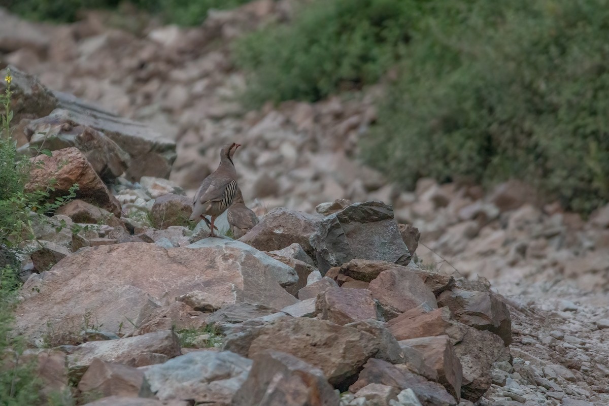 Chukar - Jaffar Hussain Mandhro