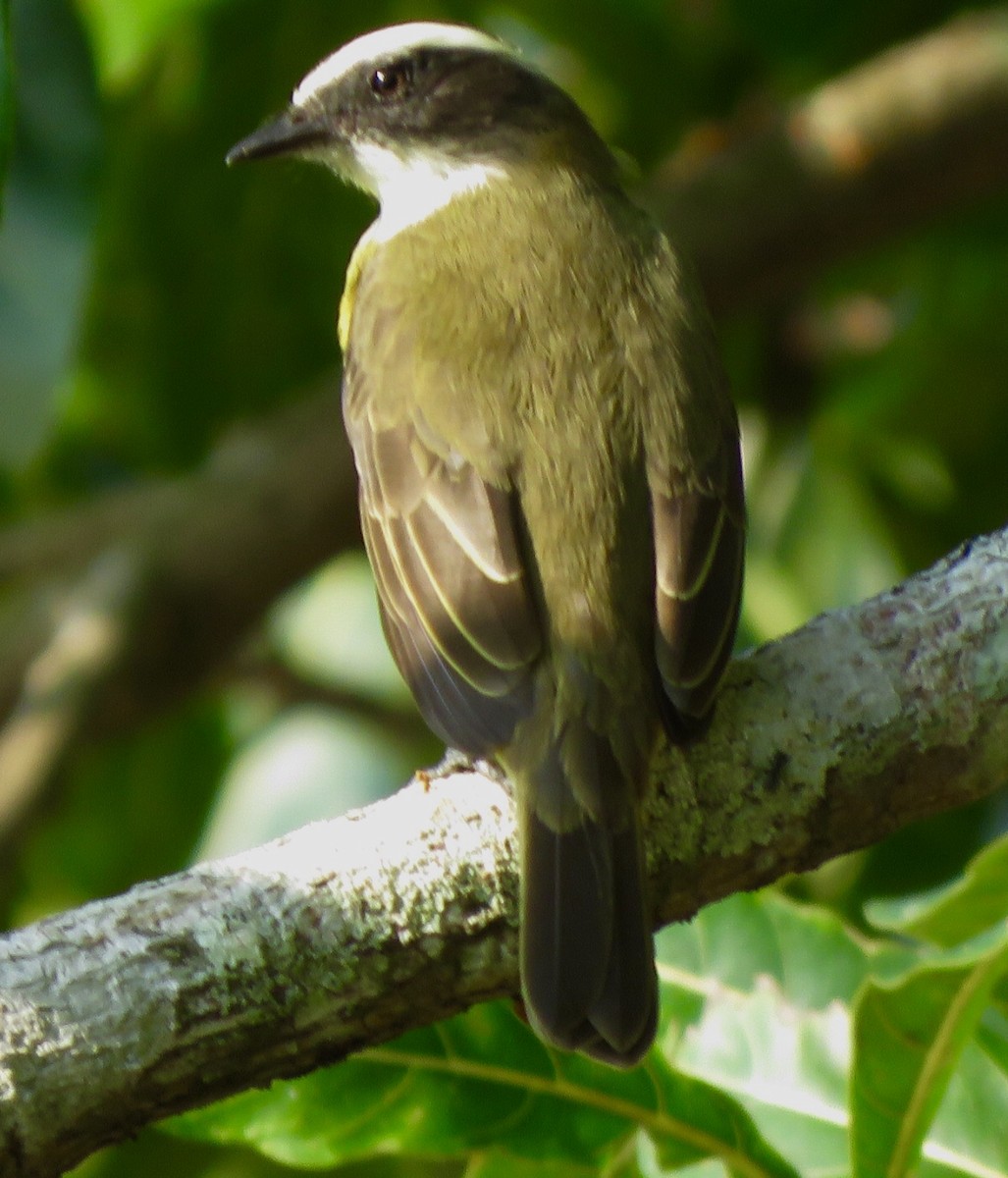 Social Flycatcher - ML504657241