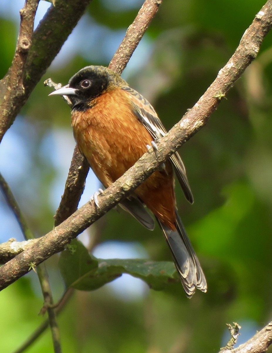 Orchard Oriole - ML504657591