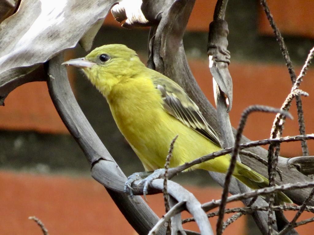 Orchard Oriole - ML504657621