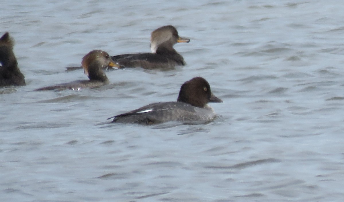 Common Goldeneye - ML504657811