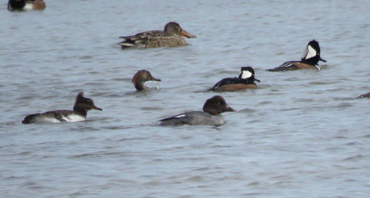 Common Goldeneye - ML504657821