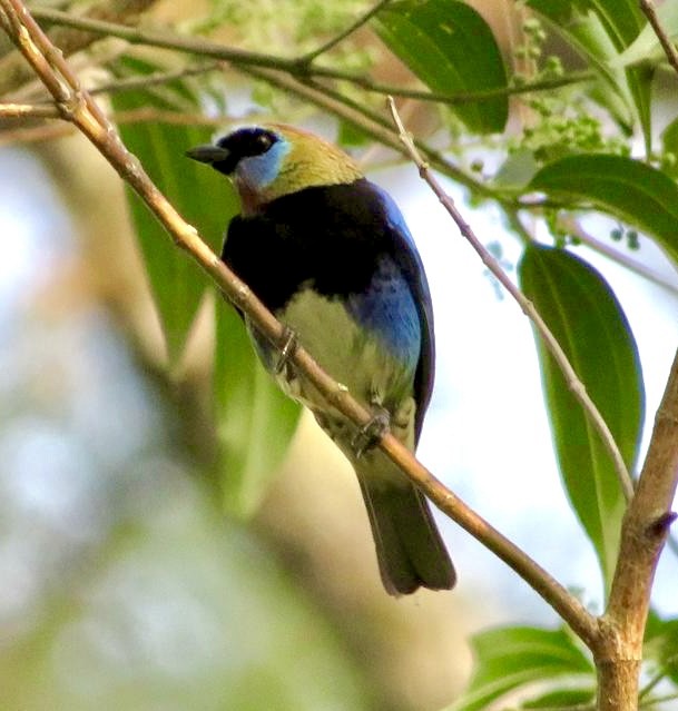 Golden-hooded Tanager - ML504658641