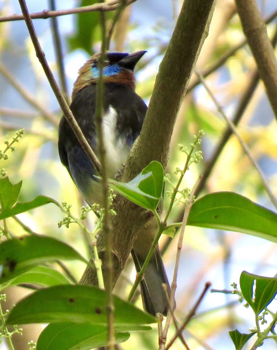 Golden-hooded Tanager - Carlos Sanguinetti