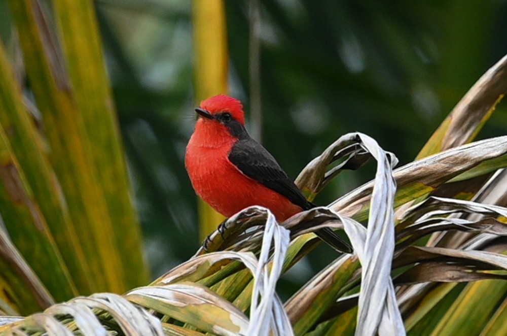 Vermilion Flycatcher - Estela Quintero-Weldon