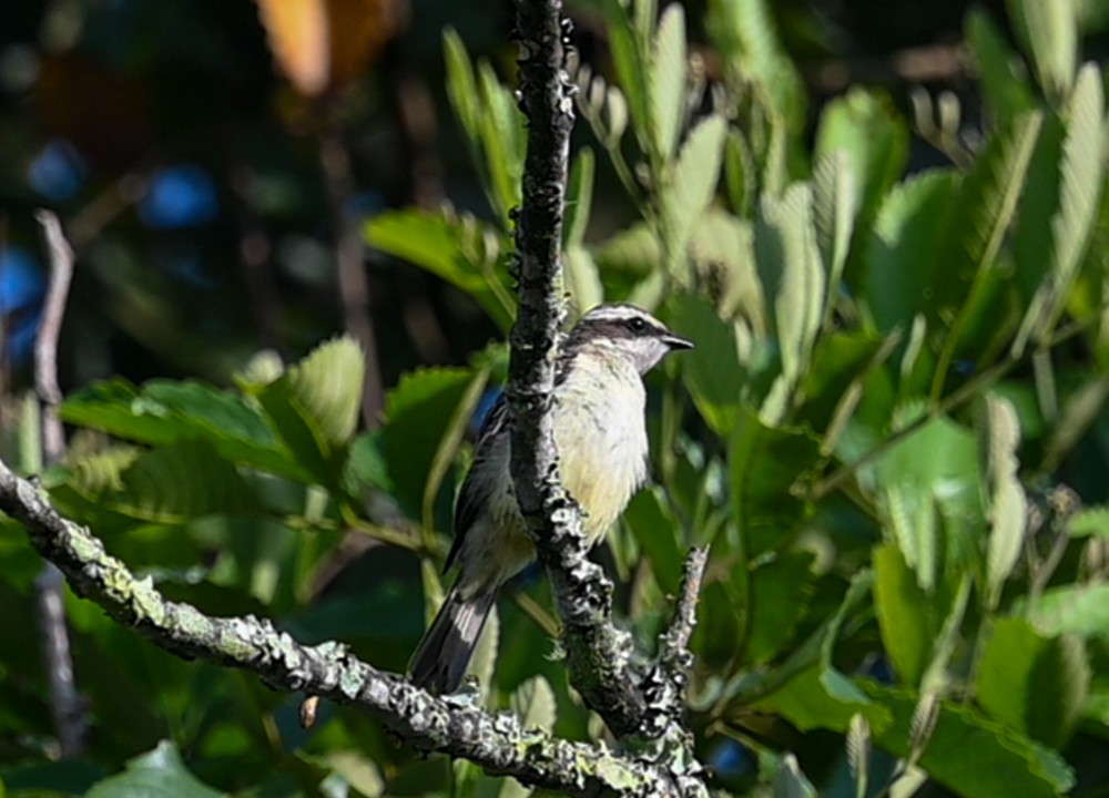 Great Kiskadee - ML504659631