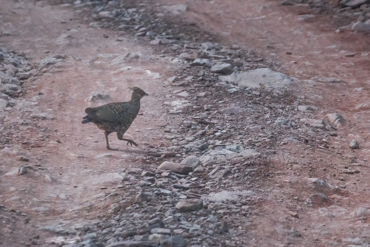 Kalij Pheasant - Jaffar Hussain Mandhro