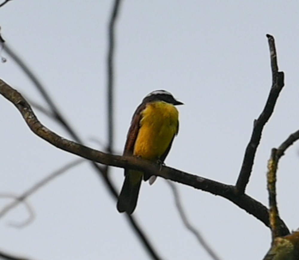 Great Kiskadee - ML504661351