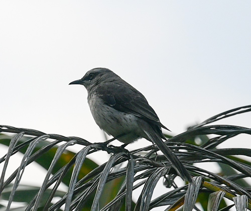 Tropical Mockingbird - ML504662061