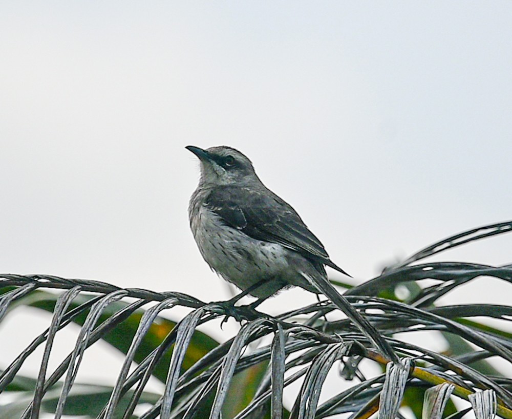 Tropical Mockingbird - ML504662071