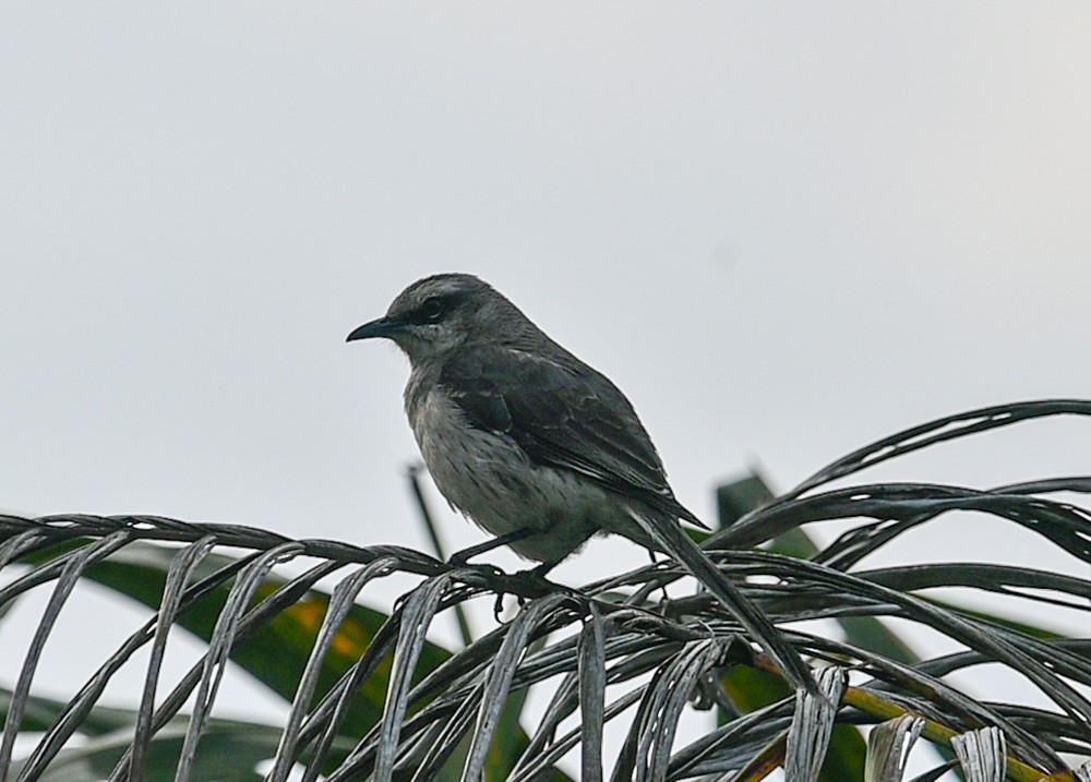 Tropical Mockingbird - ML504662511