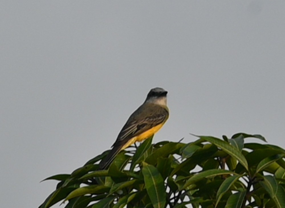 Tropical Kingbird - ML504664031