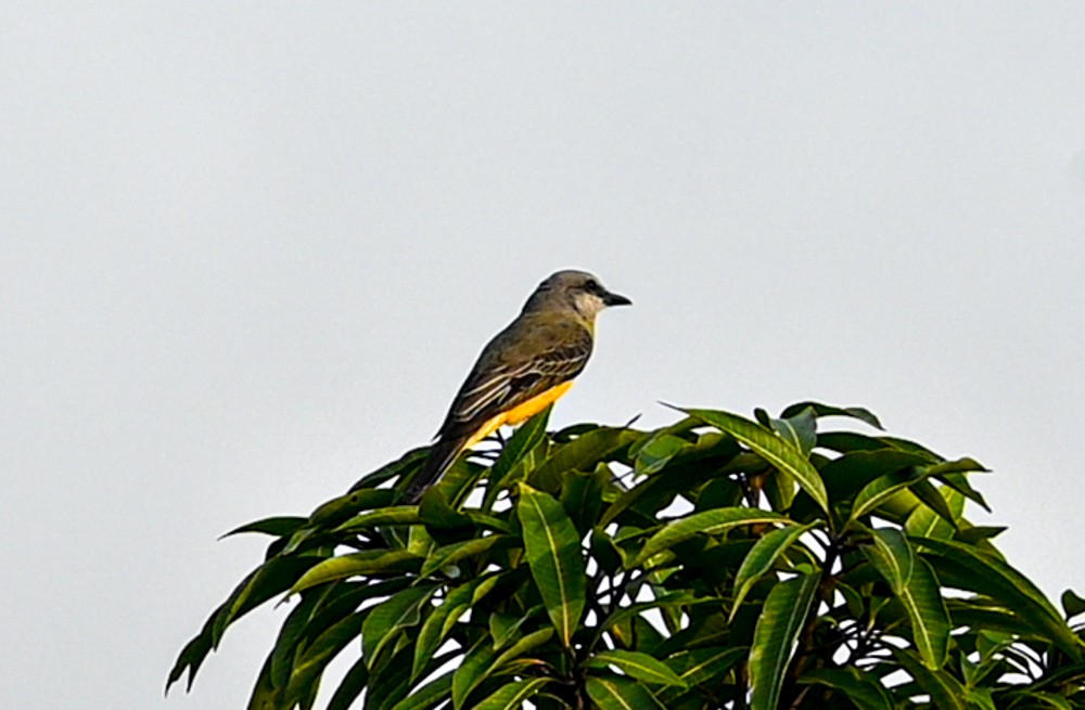 Tropical Kingbird - ML504664041