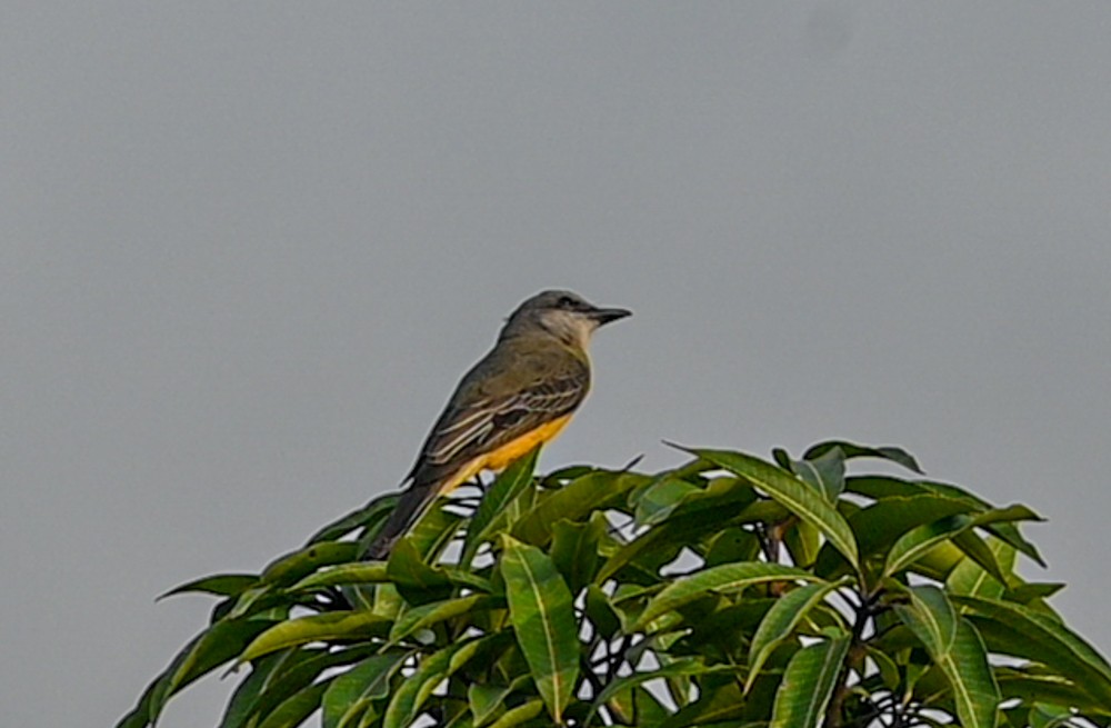 Tropical Kingbird - ML504664081