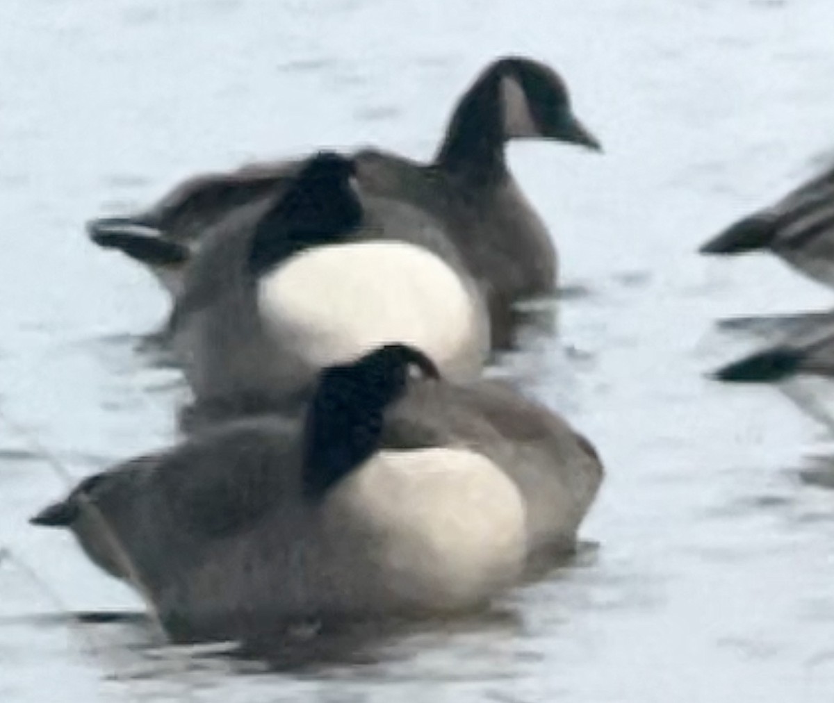 Canada Goose - Joe Kaplan