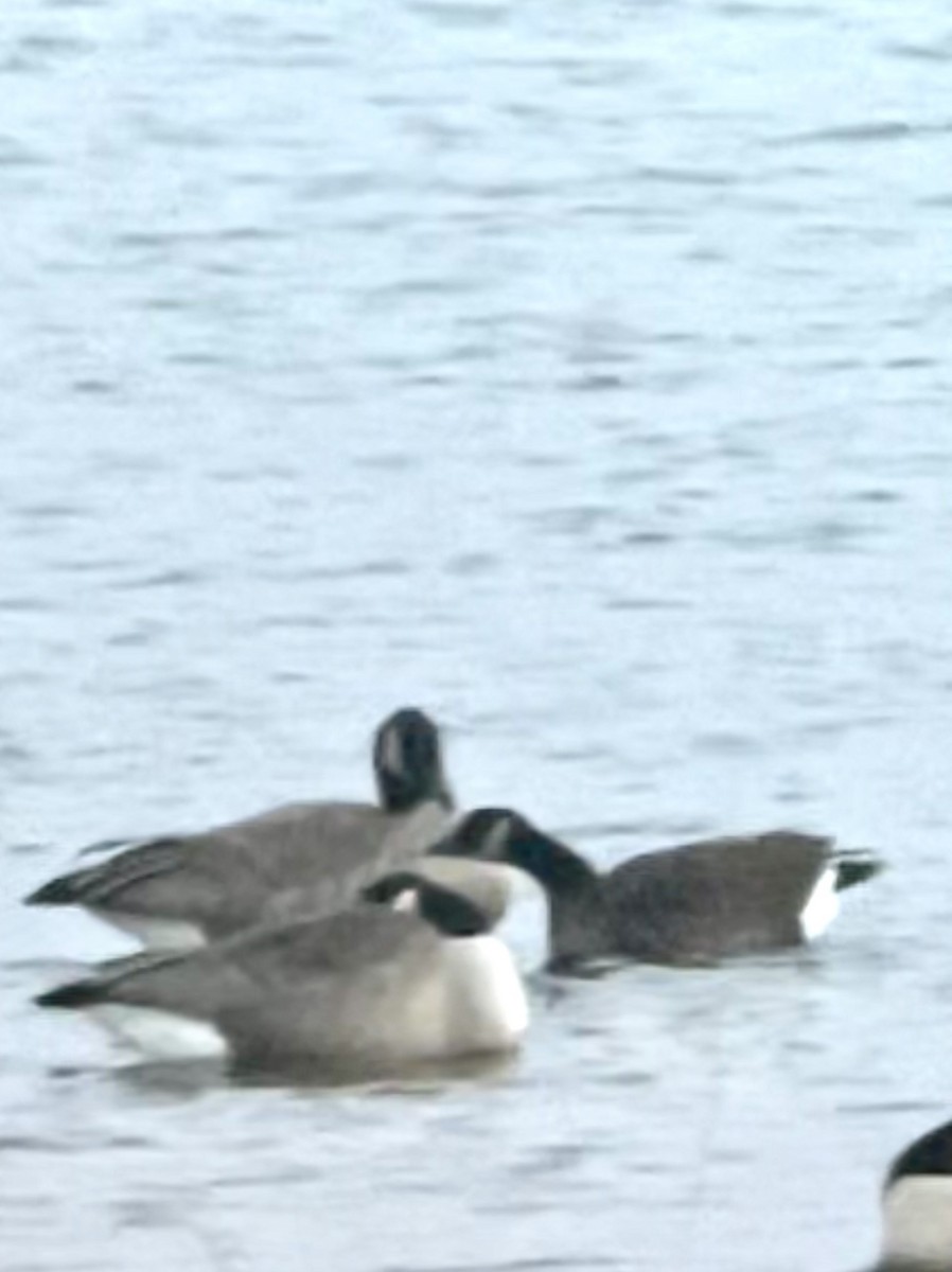 Canada Goose - Joe Kaplan