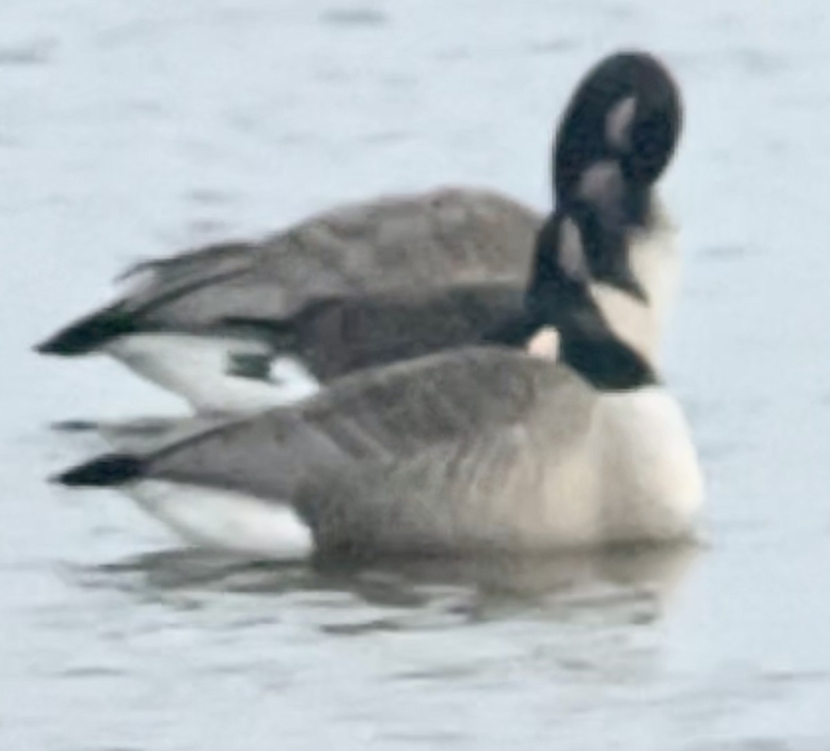 Canada Goose - ML504664761