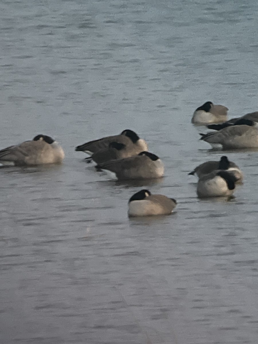 Canada Goose - ML504664771