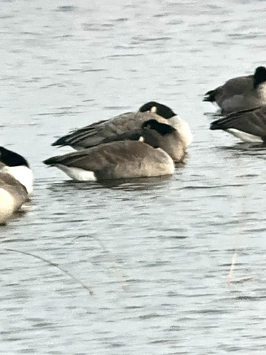 Canada Goose - ML504664781