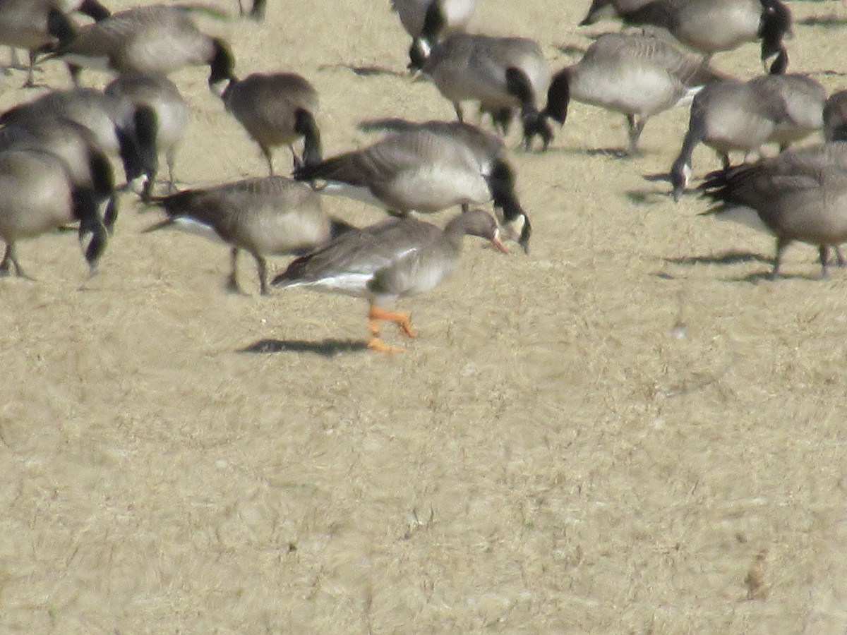 Greater White-fronted Goose - ML504665301