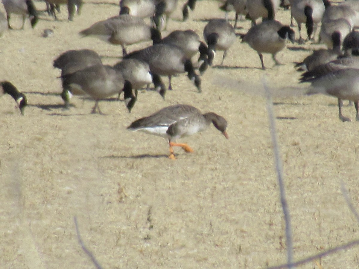 Greater White-fronted Goose - Felice  Lyons