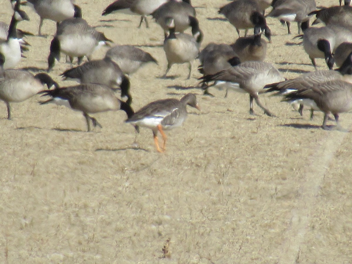 Greater White-fronted Goose - ML504665321