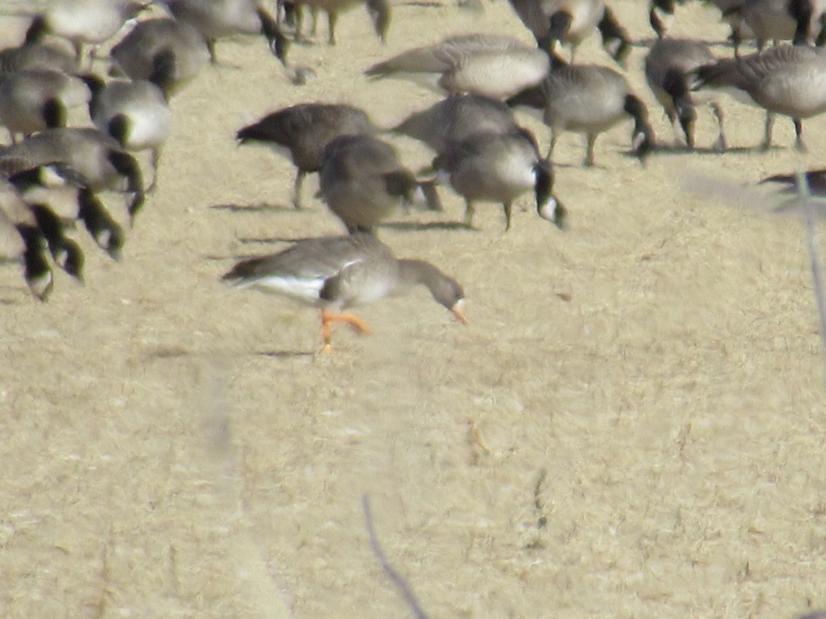 Greater White-fronted Goose - ML504665341