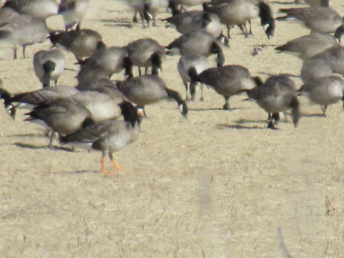 Greater White-fronted Goose - ML504665361