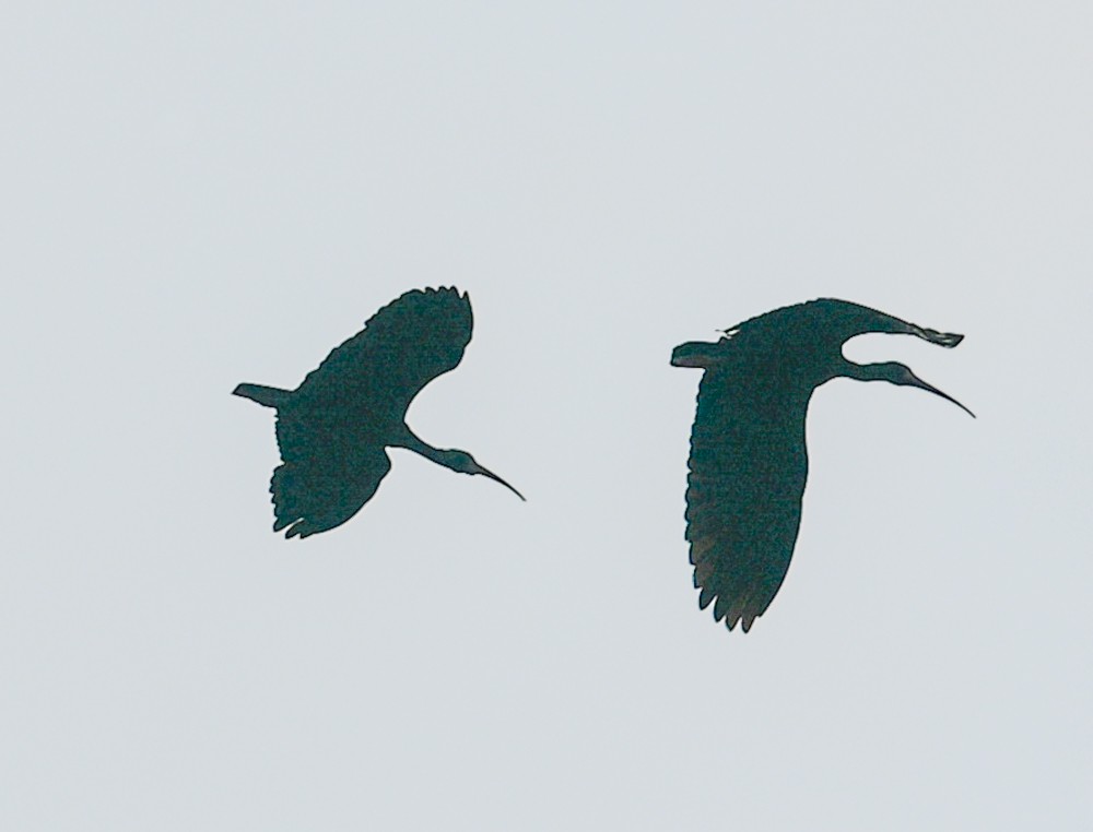 Bare-faced Ibis - ML504665651