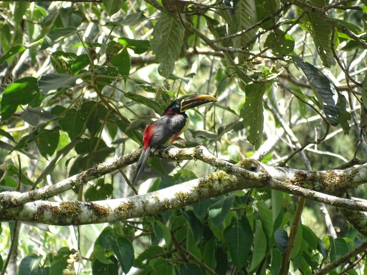 Chestnut-eared Aracari - ML504666041