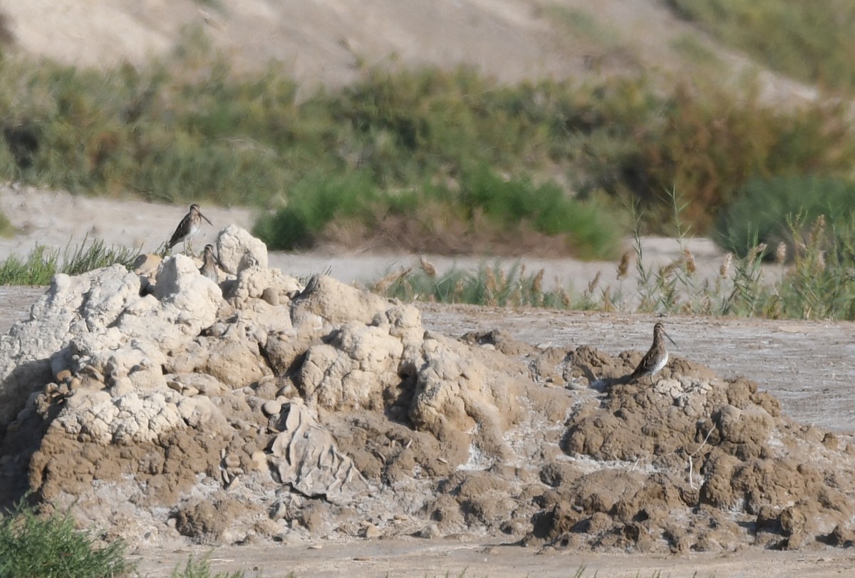 Common Snipe - ML504666471