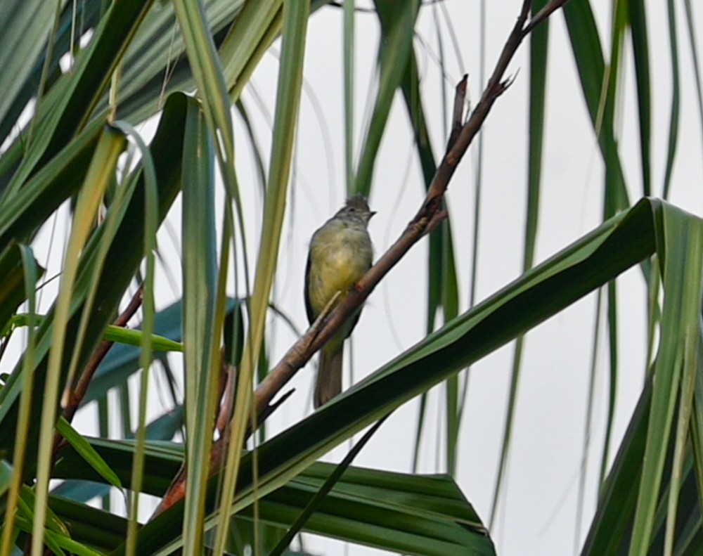 Yellow-bellied Elaenia - ML504666961