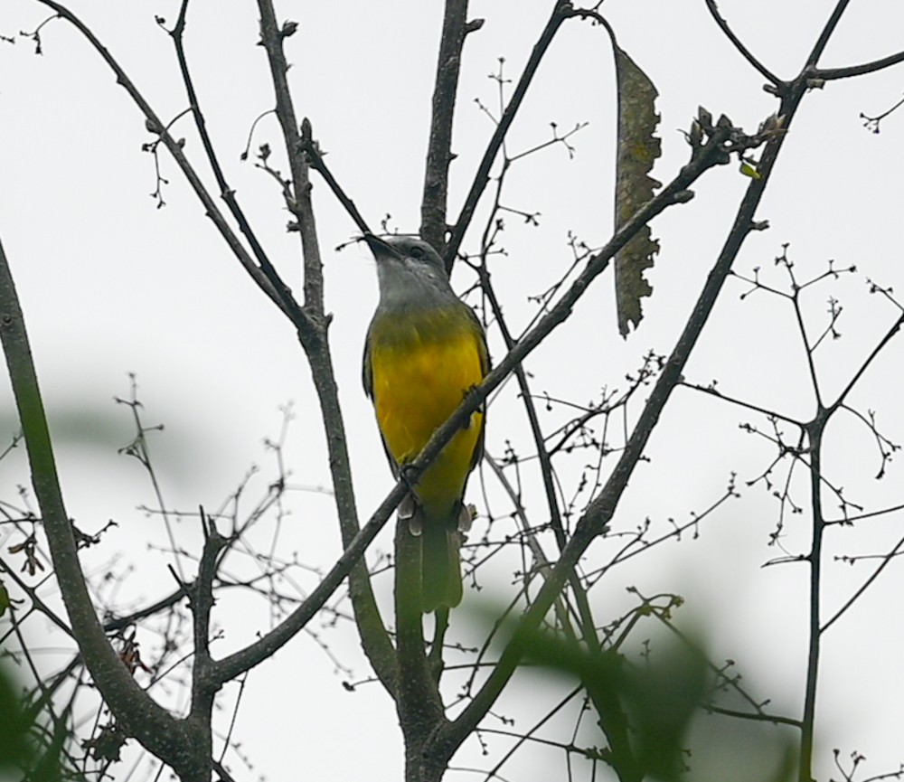 Tropical Kingbird - ML504667041