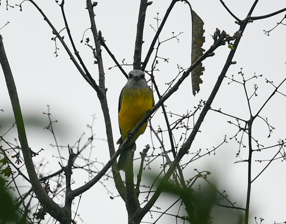 Tropical Kingbird - ML504667051