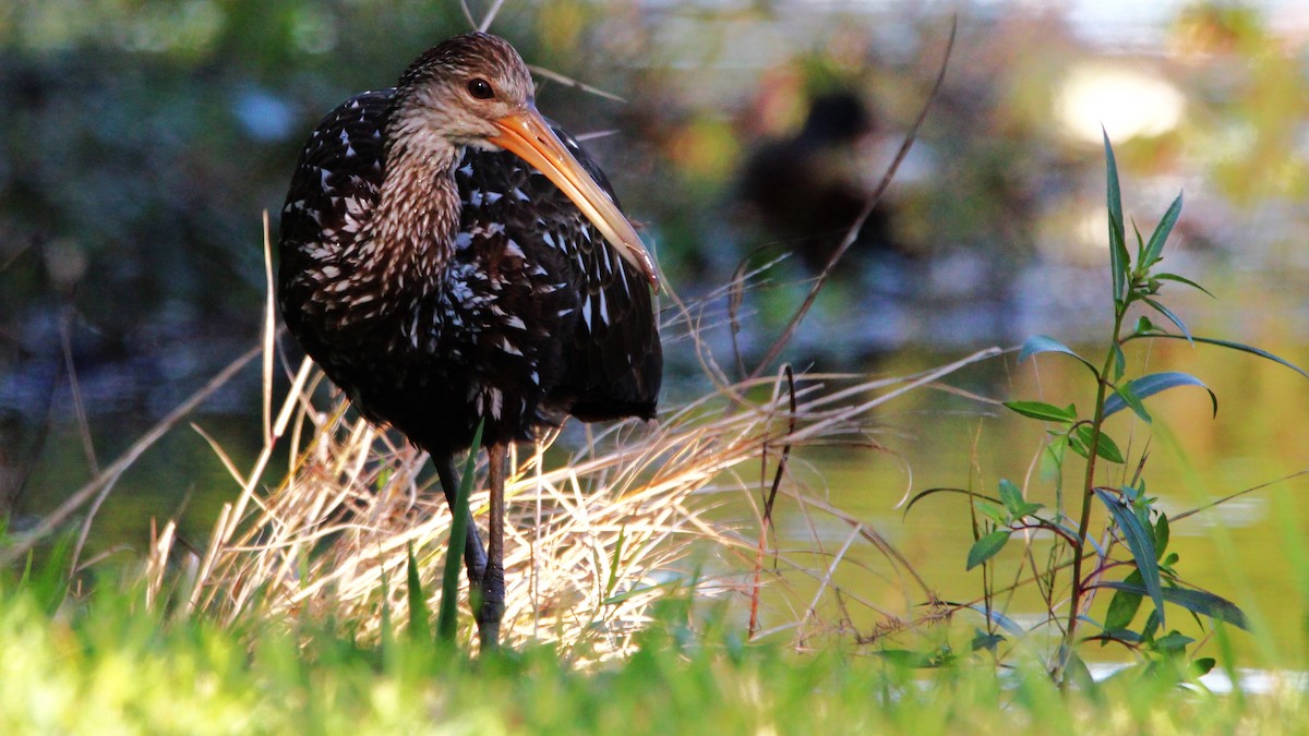 Limpkin - ML504668671