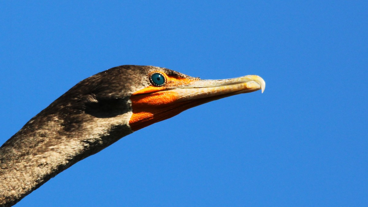 Double-crested Cormorant - ML504668721