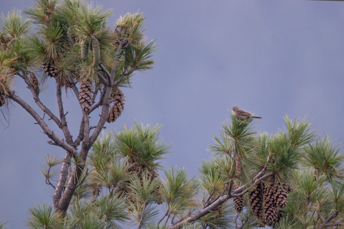 Upland Pipit - ML504669651