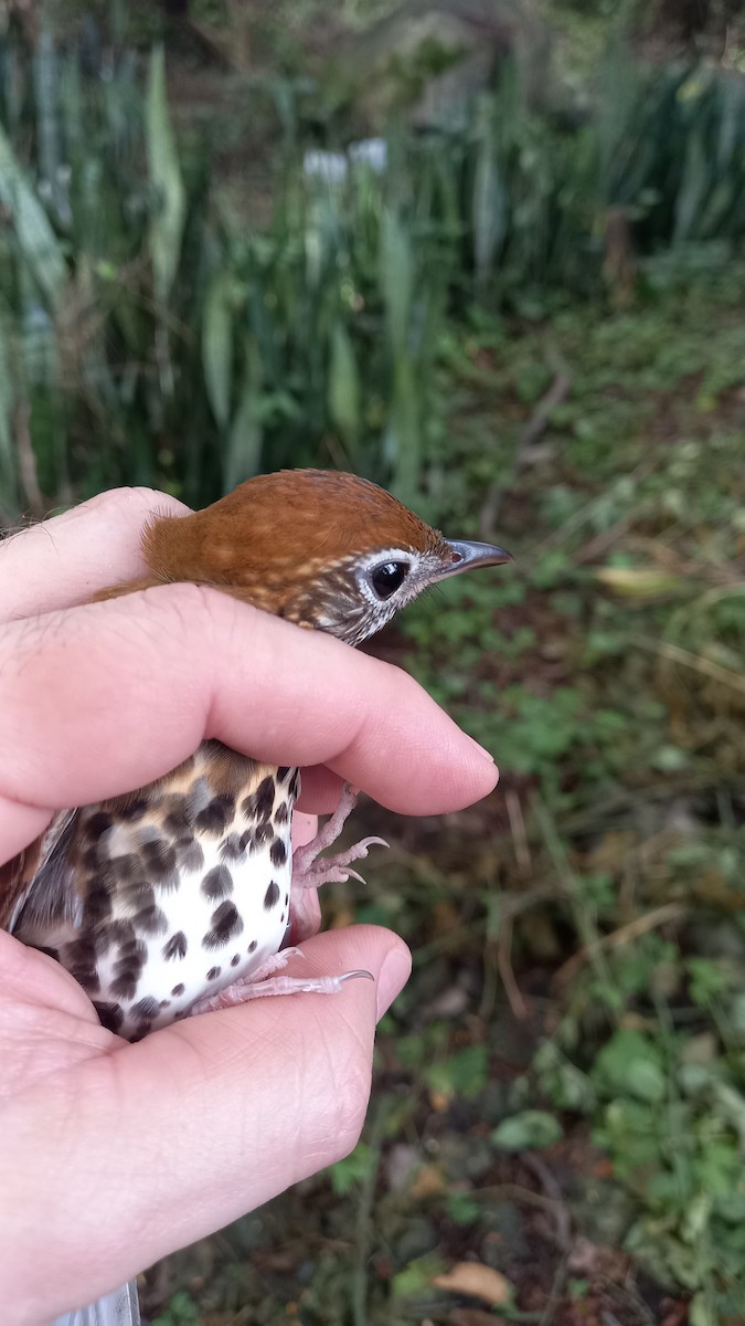 Wood Thrush - ML504670511