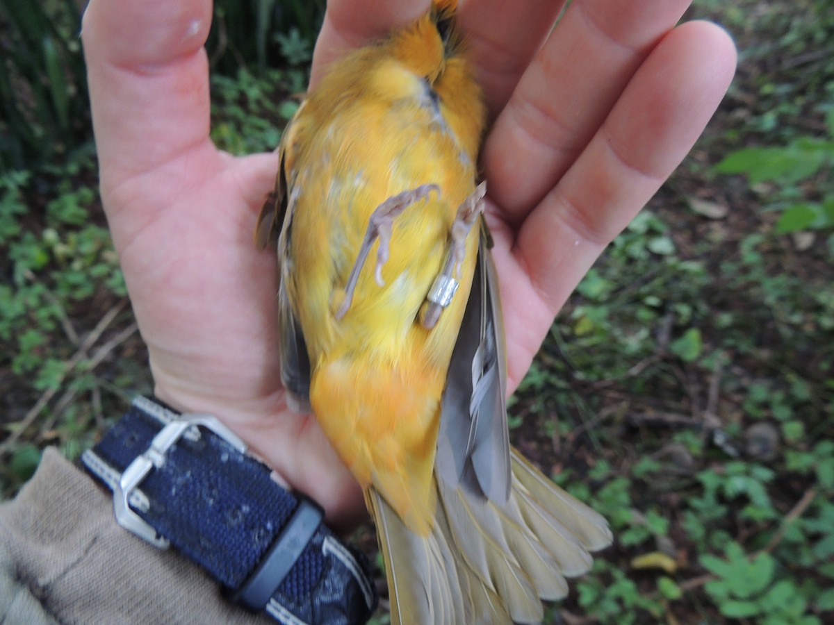 Summer Tanager - ML504670641