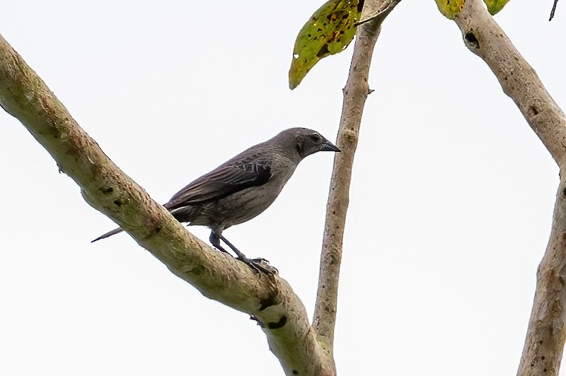 Shiny Cowbird - ML504670931
