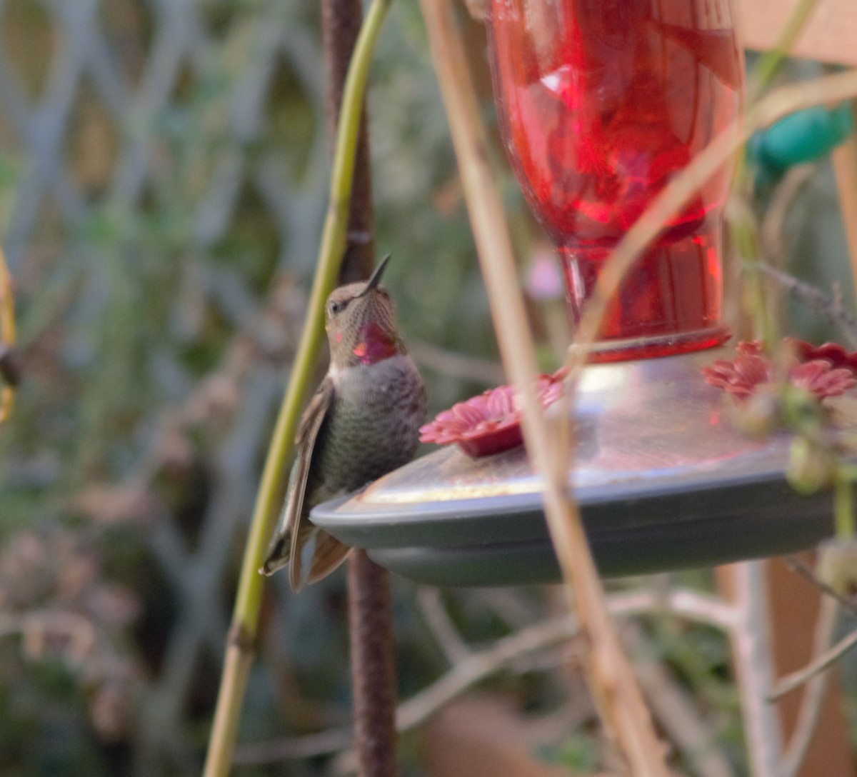 Anna's Hummingbird - Mark Brown